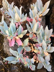 Penstemon barrettiae