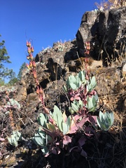 Penstemon barrettiae