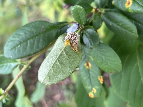 Gymnosporangium yamadae