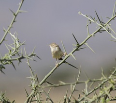 Cisticola aridulus