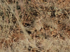 Alaudala somalica