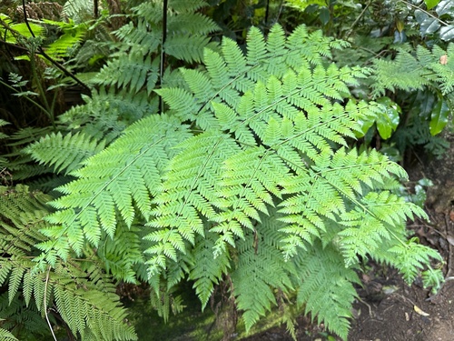 Hypolepis elegans observed 2023-05-20