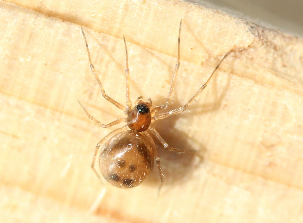 Thrifty Short-legged Sheetweaver