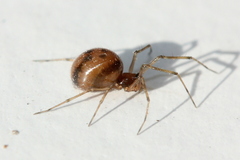 Agyneta micaria