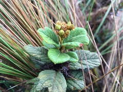 Hesperomeles ferruginea