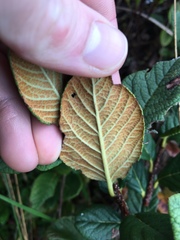 Hesperomeles ferruginea