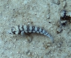 Parapercis tetracantha