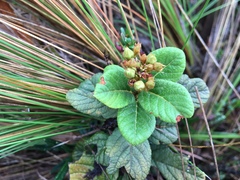 Hesperomeles ferruginea