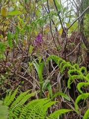 Dactylorhiza foliosa image