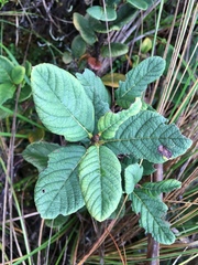 Hesperomeles ferruginea
