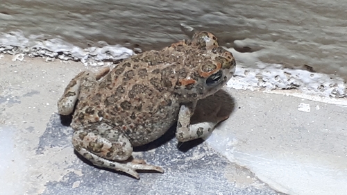 African Green Toad