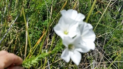 Linum monogynum monogynum