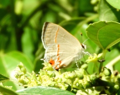 Electrostrymon hugon