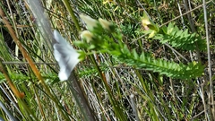 Linum monogynum monogynum