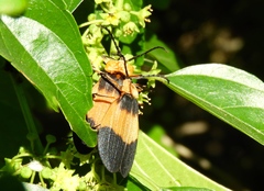 Lycus sallaei