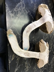 Leccinum manzanitae