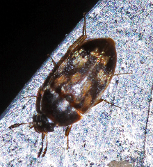 Litargus kyushuensis
