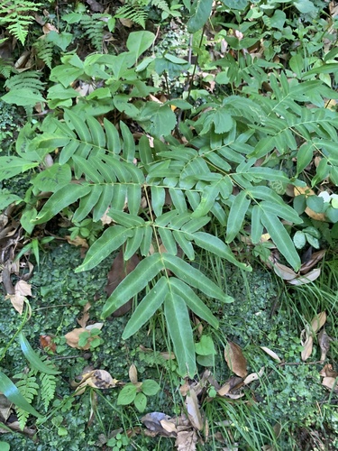Osmunda japonica