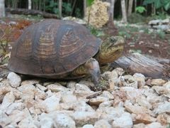Terrapene carolina yucatana