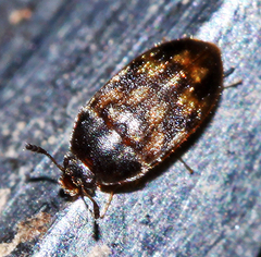 Litargus kyushuensis