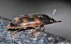 Litargus kyushuensis