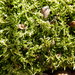 Goldenleaf Campylium Moss - Photo (c) Bob O'Kennon, some rights reserved (CC BY-NC), uploaded by Bob O'Kennon