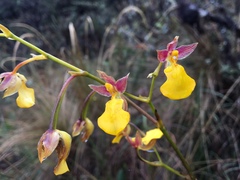 Cyrtochilum aureum
