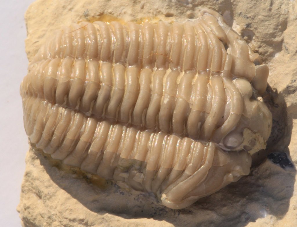 Calymenidae