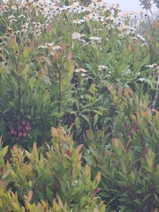 Argyranthemum pinnatifidum image