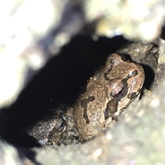 Hyla japonica