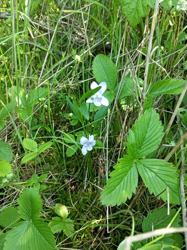 Niska ljubica (Viola pumila)