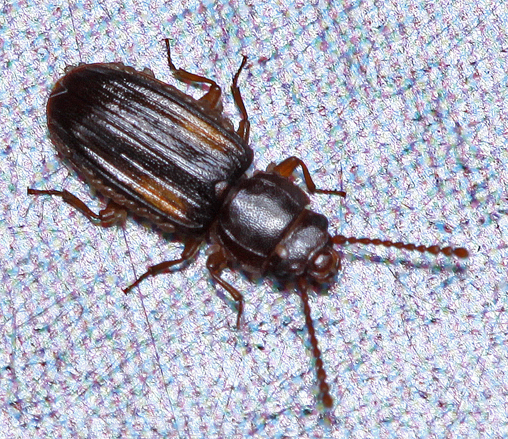 Laemophloeus ribbei