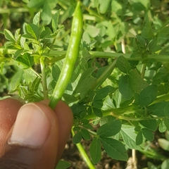 Sieruela rutidosperma image