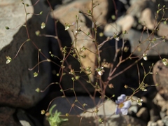 Nemacladus orientalis