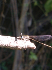 Nehalennia pallidula