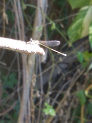 Nehalennia pallidula