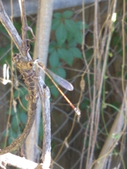 Nehalennia pallidula