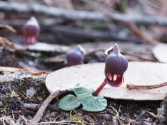 Corybas unguiculatus