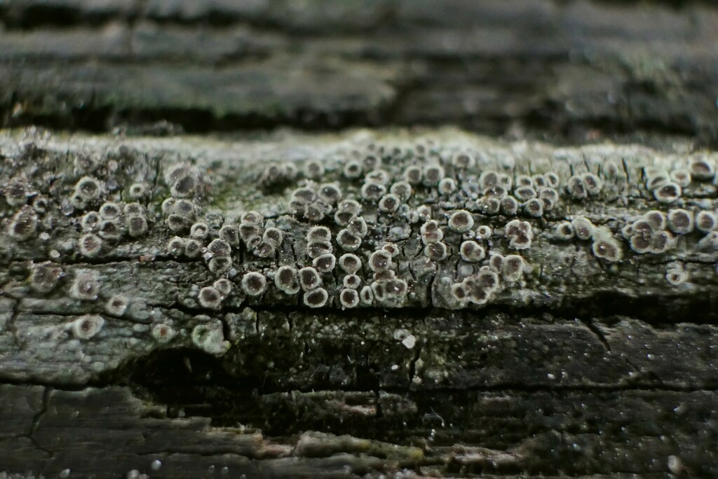 Hagen's Rim Lichen
