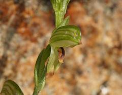 Pterostylis tunstallii