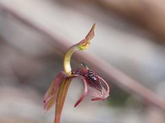 Chiloglottis curviclavia