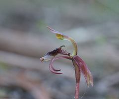 Chiloglottis curviclavia