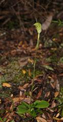 Pterostylis alveata
