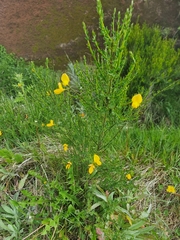 Cytisus scoparius image