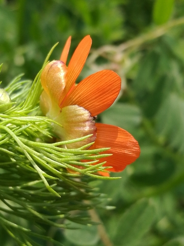 Summer Pheasant's-eye