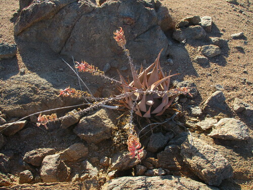 Image of Aloe asperifolia by no rights reserved