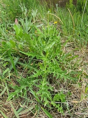 Cirsium vulgare image