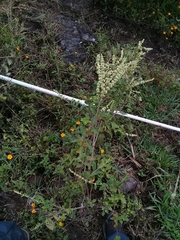 Asterohyptis stellulata