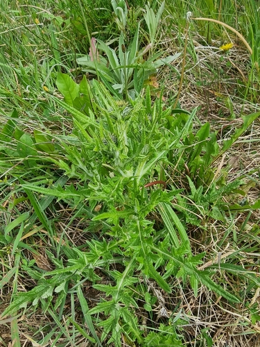 Cirsium image