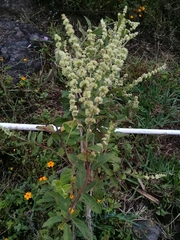 Asterohyptis stellulata